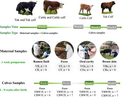 Maternal Fecal Microbes Contribute to Shaping the Early Life Assembly of the Intestinal Microbiota of Co-inhabiting Yak and Cattle Calves